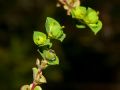 Euphorbia platyphyllos